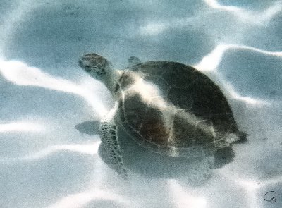 Juvenile Green Turtle