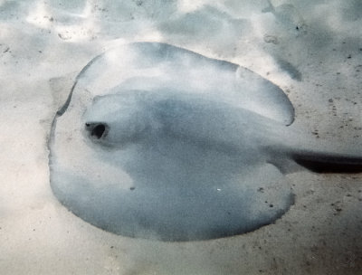 Stingray II
