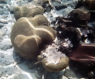Brain Coral