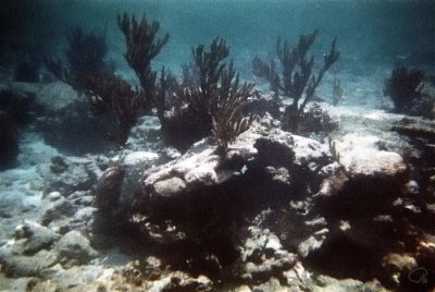 Coral