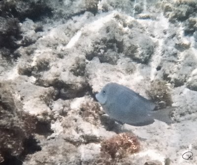 Fish I