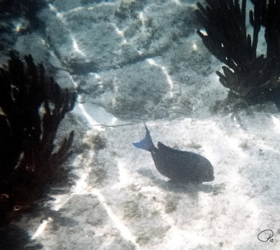 Snorkeling