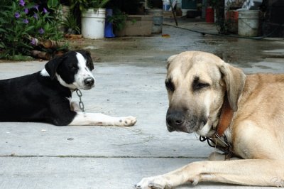 Two Dogs