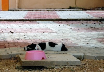 Too Hot To Eat