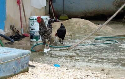 Rooster And Hen