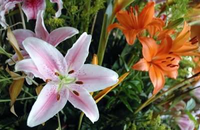 Lillies II