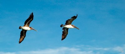 A Couple Of Pelicans Flying By