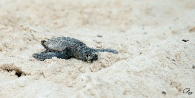 A Determined Little Turtle