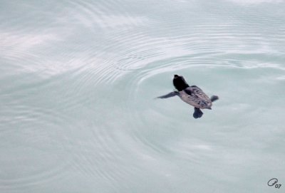 First Swimming Breath