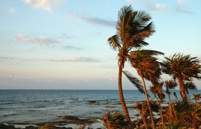 Palms In The Early Morning Light