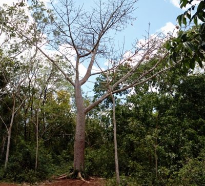 A Ceiba Tree