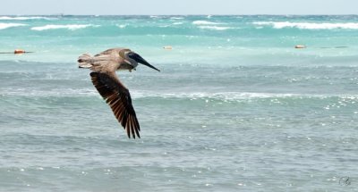 Coming In For A Dive