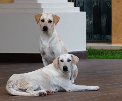 Dogs Outside the Palace Buffets