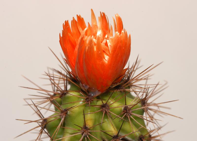 Flower_01.jpg