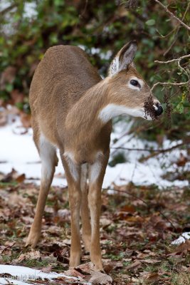 IMG_1226.jpg