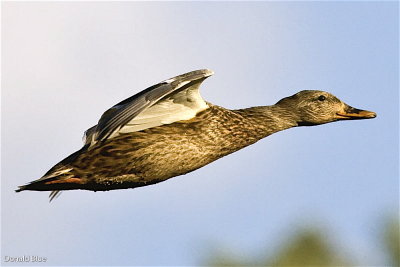 mallard hen flying 3.jpg