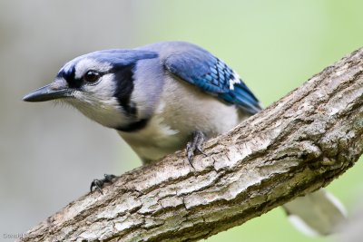 7B7D3242.jpg