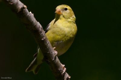 7B7D3854.jpg