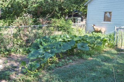 Pumpkins on 08_08_08.jpg