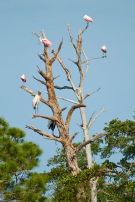 Rosette Spoonbills