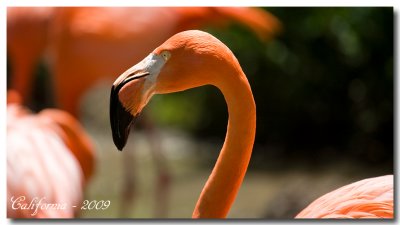 Flamingo-2009.jpg