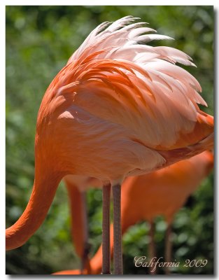 Flamingo_0318.jpg