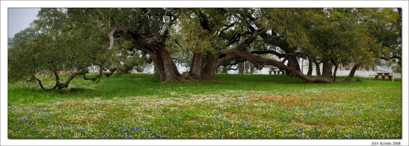 Live Oaks and Wildflowers