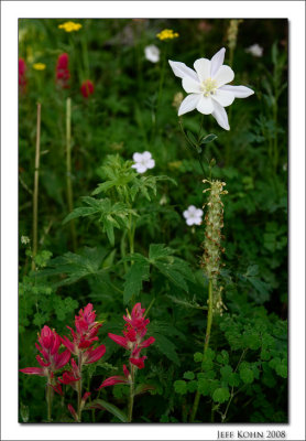 Columbine and Assorted Wildflowers