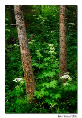 Trees and Wildflowers