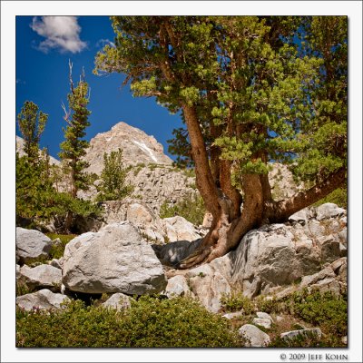 Tree Lounging on Granite
