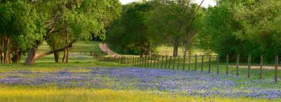 Trees and Bluebonnets Pano.jpg