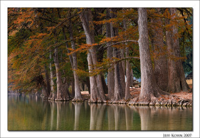 Bald Cypress Trees