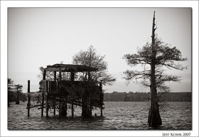 Duck Blind and Cypress Tree