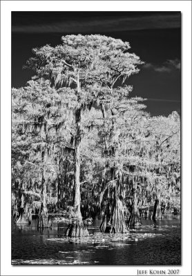 Cypress Stand, Infrared