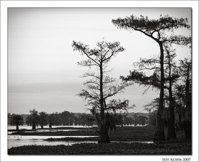 Cypress Trees, Caddo Lake