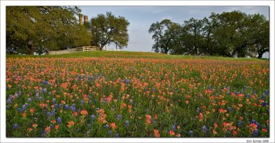 Indian Paintbrush and Bluebonnets, Old Baylor Park