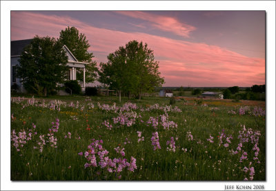 Foxglove, Twilight