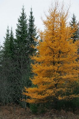 Yellow Pines?