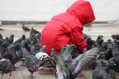 The Birds of St. Marks' Square (Venice)