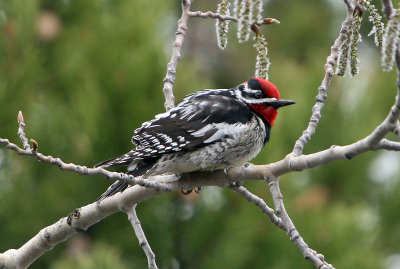 Red-naped sapsucker