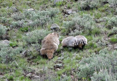 Badger mom with kits