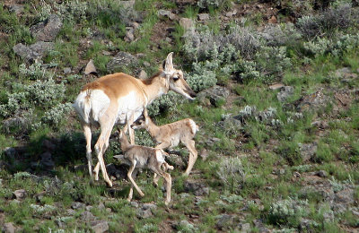 Pronghorn with twins