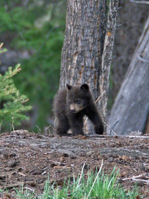 Cinnamon cub