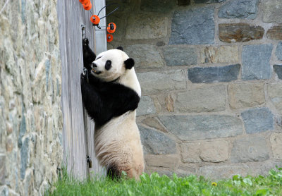 Pandas National Zoo