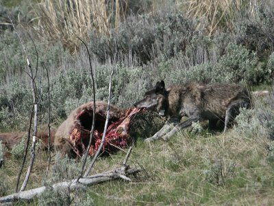 Wolf on carcass