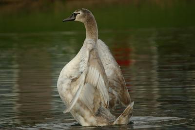 g3/45/373845/3/53245802.IMG_5782swan.jpg