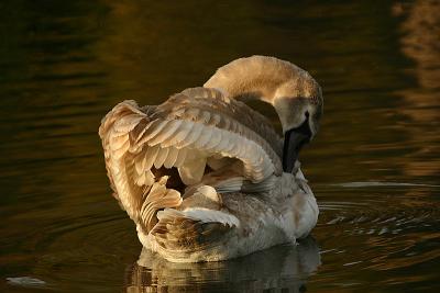 Mute Swan