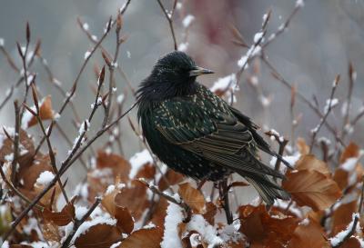 Starling