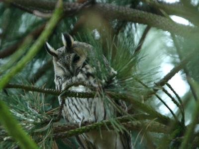 Long-eared Owl