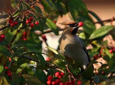 Bohemian Waxwing